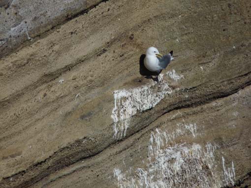 Island-Snaefellsnes-430