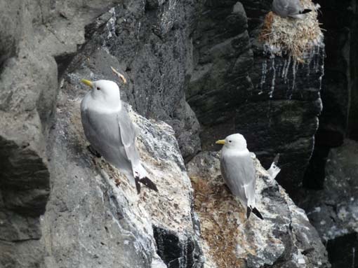 Island-Snaefellsnes-437