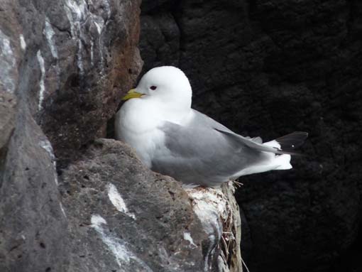 Island-Snaefellsnes-438