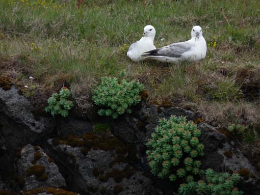 Island-Snaefellsnes-457