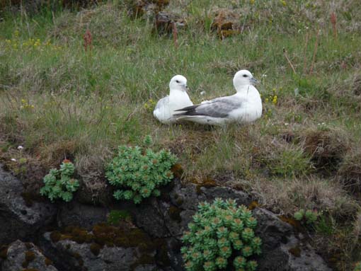 Island-Snaefellsnes-458