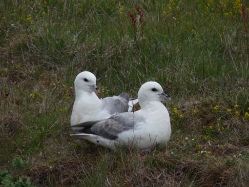 Island-Snaefellsnes-459