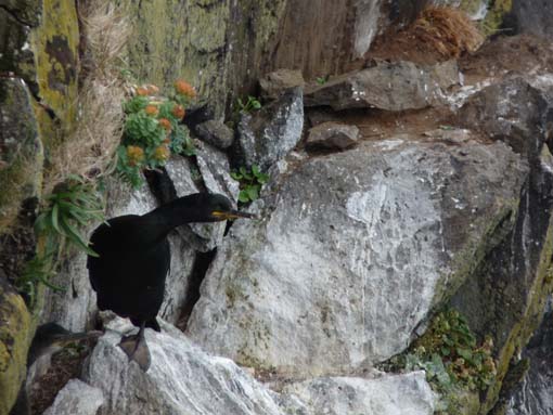 Island-Snaefellsnes-464