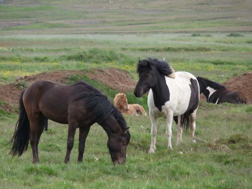 Island-Snaefellsnes-518