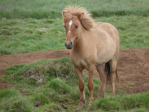Island-Snaefellsnes-520