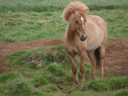 Island-Snaefellsnes-521