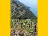 08_Vernazza_San_Bernardino_Cigoletta_Volastra_Manarola_065_170405