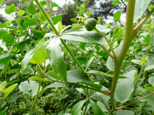 130525_Noli_Manie_Varigotti_Spotorno_Genua_026