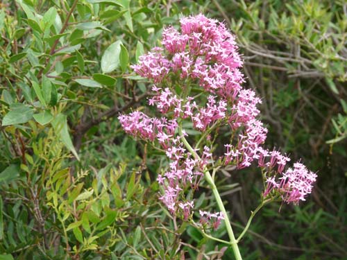 130525_Noli_Manie_Varigotti_Spotorno_Genua_057