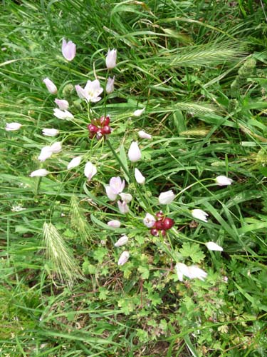 130525_Noli_Manie_Varigotti_Spotorno_Genua_133