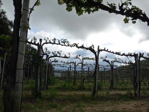 130525_Noli_Manie_Varigotti_Spotorno_Genua_140