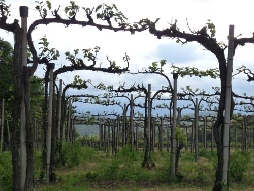 130525_Noli_Manie_Varigotti_Spotorno_Genua_141