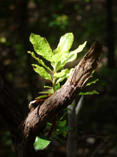 130525_Noli_Manie_Varigotti_Spotorno_Genua_312