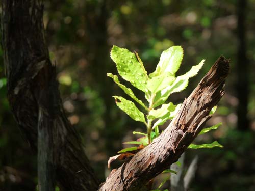 130525_Noli_Manie_Varigotti_Spotorno_Genua_313