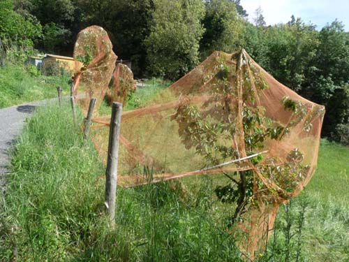 130525_Noli_Manie_Varigotti_Spotorno_Genua_318