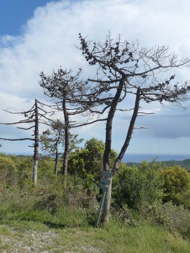 130525_Noli_Manie_Varigotti_Spotorno_Genua_323