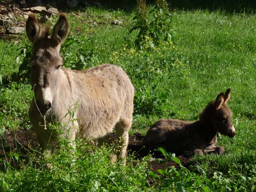 130525_Noli_Manie_Varigotti_Spotorno_Genua_336