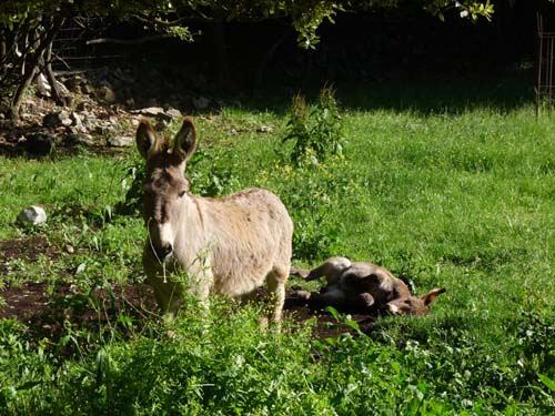 130525_Noli_Manie_Varigotti_Spotorno_Genua_337