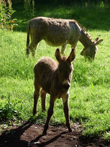 130525_Noli_Manie_Varigotti_Spotorno_Genua_341