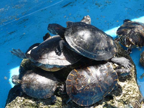 130525_Noli_Manie_Varigotti_Spotorno_Genua_358