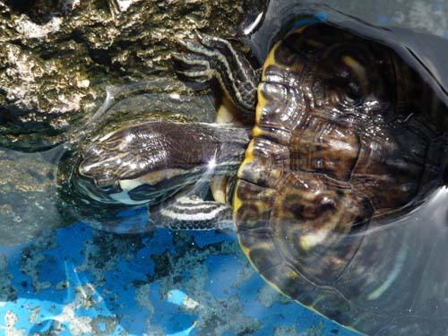 130525_Noli_Manie_Varigotti_Spotorno_Genua_359