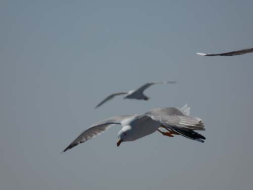 110419-Sardinien-016