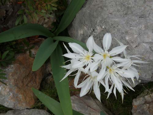 110419-Sardinien-043