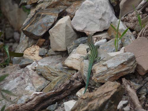 110419-Sardinien-046