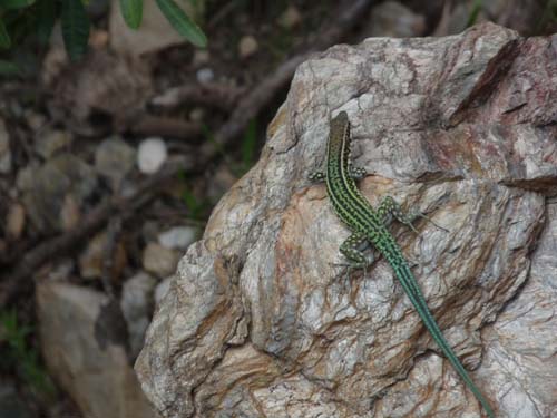 110419-Sardinien-047