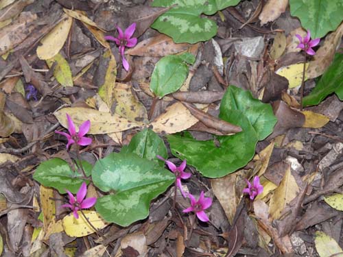 110419-Sardinien-049