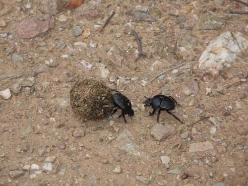 110419-Sardinien-081