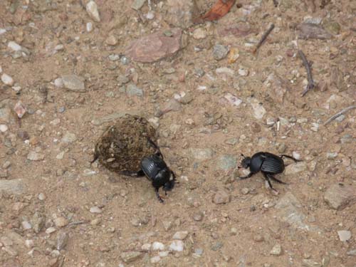 110419-Sardinien-082