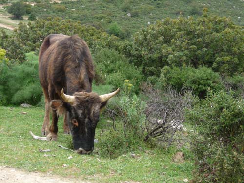 110419-Sardinien-086