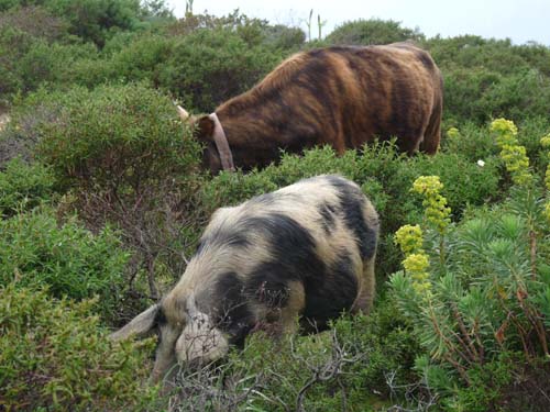 110419-Sardinien-088