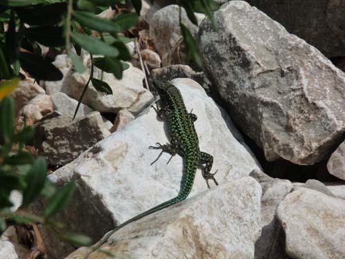 110419-Sardinien-205