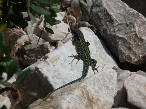 110419-Sardinien-206