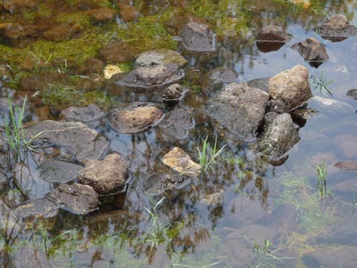110419-Sardinien-231