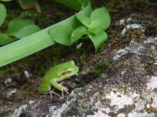 Frosch, Sardinien