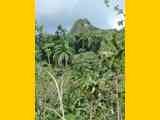 02_Baracoa_El_Yunque_Boca_Yumuri_161