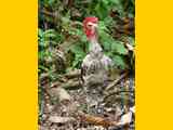 02_Baracoa_El_Yunque_Boca_Yumuri_206