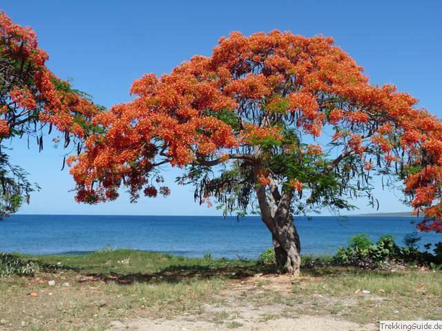 Flamboyant, Kuba