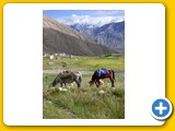 Ladakh_Nubra_0512_70388