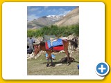 Ladakh_Nubra_0721_70597