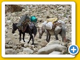 Ladakh_Nubra_0797_70673