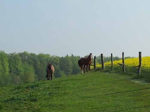 Ludolfshausen-und-Umgebung-060
