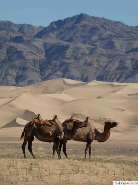Kamele in Wüste Gobi