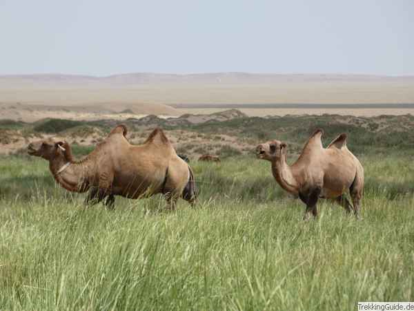 Kamele in Gobi