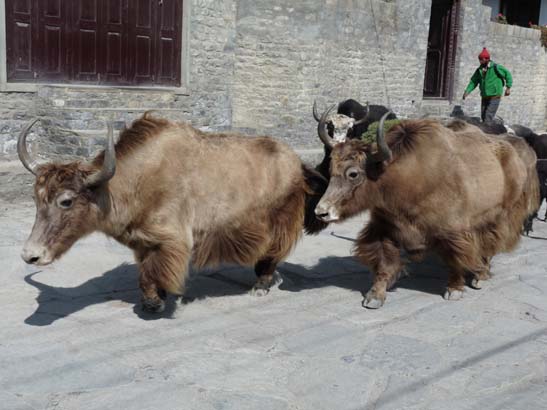 Yaks in Jomsom, Mustang