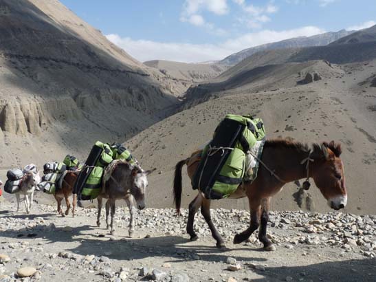 Reisetaschen auf Mulis in Mustang, Nepal