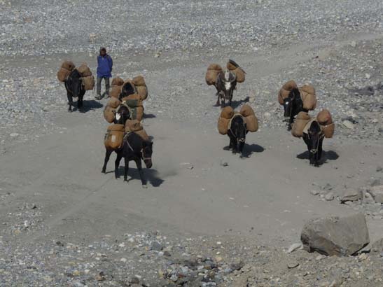 111106_Nepal_Mustang_0342_Kagbeni_Chele